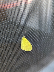 Eurema smilax