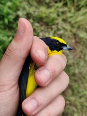 Euphonia laniirostris
