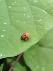 Laccoptera nepalensis