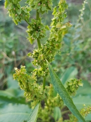 Rumex obtusifolius