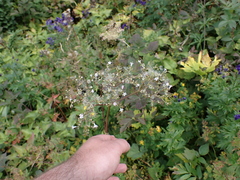 Valeriana officinalis