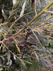 Cordulegaster boltonii