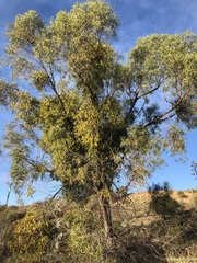Myoporum platycarpum