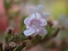 Valeriana officinalis