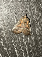 Scoliopteryx libatrix