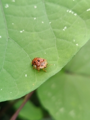 Laccoptera nepalensis