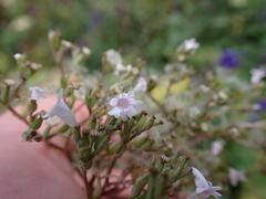 Valeriana officinalis