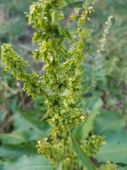 Rumex obtusifolius