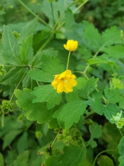 Chelidonium majus