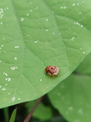 Laccoptera nepalensis