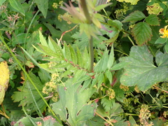 Valeriana officinalis