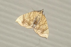 Eulithis diversilineata