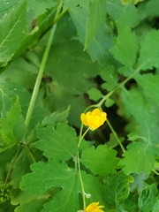 Chelidonium majus