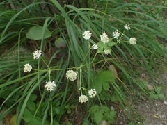 Astrantia carniolica
