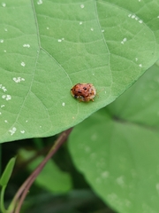Laccoptera nepalensis