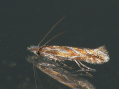 Phyllonorycter issikii