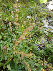 Rumex scutatus