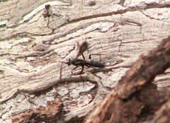 Pompilidae