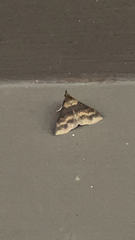 Renia discoloralis