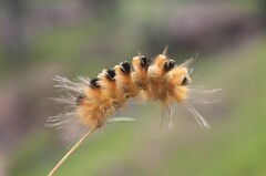 Pygarctia