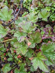 Rubus chamaemorus