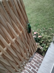 Augochlora pura