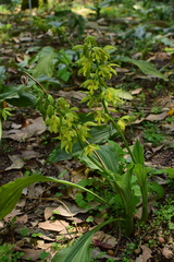Calanthe hancockii