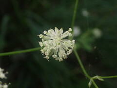 Astrantia carniolica