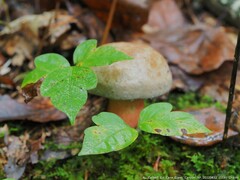 Caloboletus firmus