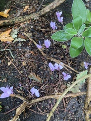 Cyclamen hederifolium