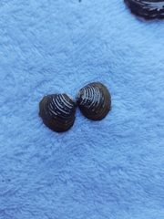 Corbicula fluminea