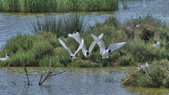 Ichthyaetus melanocephalus