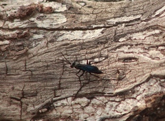 Pompilidae