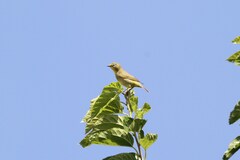 Zosterops virens virens