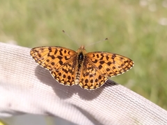 Boloria dia