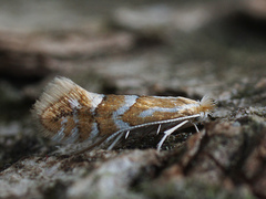 Phyllonorycter dubitella