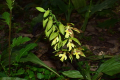 Calanthe hancockii