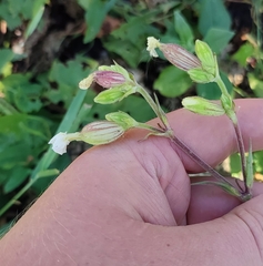 Silene latifolia alba