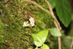 Clavariaceae