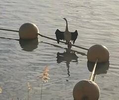 Anhinga novaehollandiae