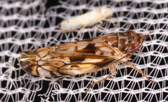 Scaphoideus