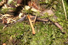Clavariaceae