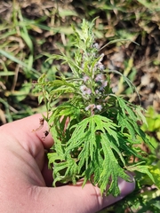 Leonurus glaucescens