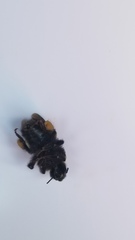 Bombus terricola