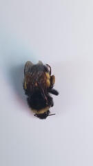 Bombus terricola