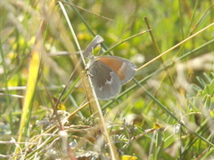 Coenonympha california