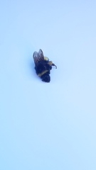 Bombus terricola