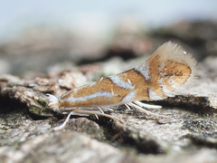 Phyllonorycter dubitella