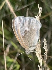 Coenonympha california