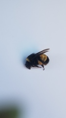 Bombus terricola